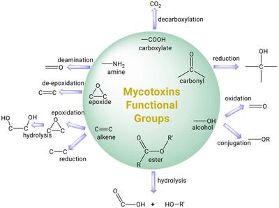 Microbial detoxification of mycotoxins in food